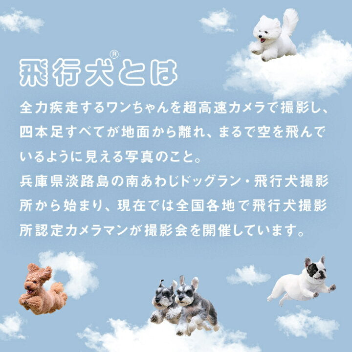 【預訂】日本直送 Flying Dog x Wpc. Umbrella Mini